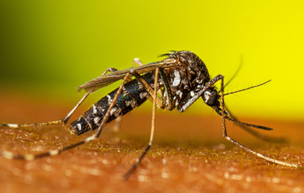 Mosquito Control -Best Pest Control Service