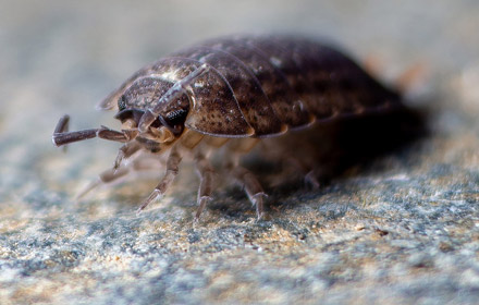 fabric beetles control