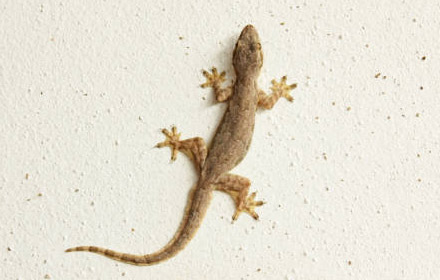 lizard control