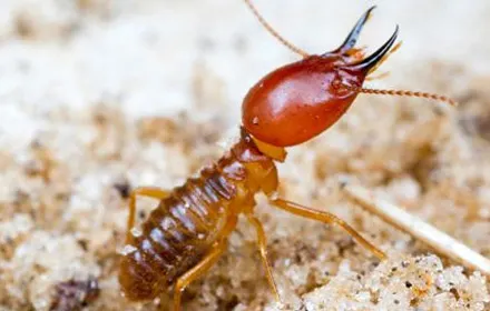 termite control