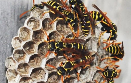 wasp nest control